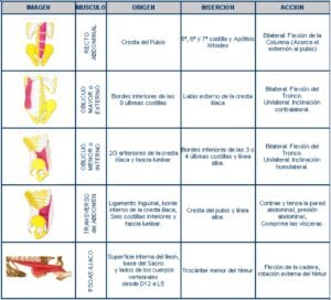 musculatura abdominal