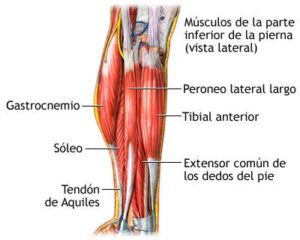 músculos de la pantorilla