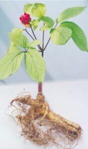 planta