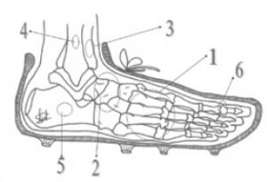 anatomia_pie