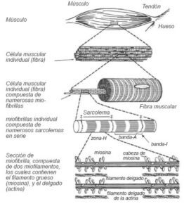 Celula muscular