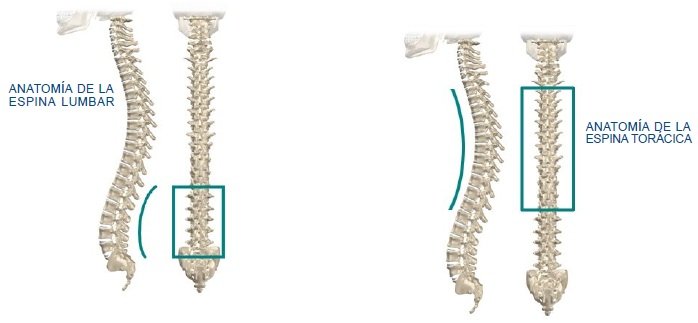 Anatomia de la espina lumbar y la espina toracica