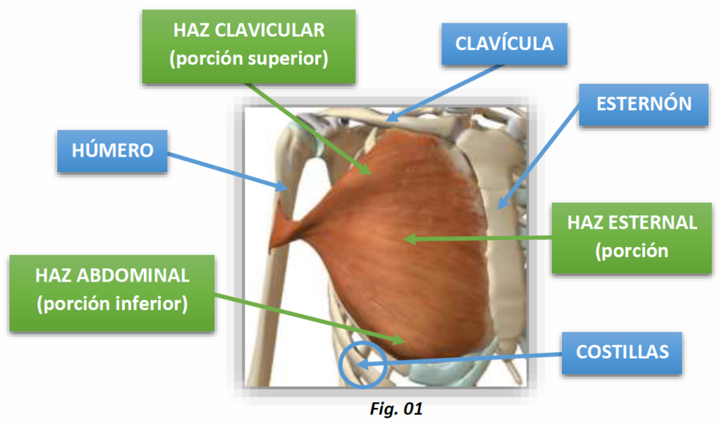 EJERCICIOS PARA AUMENTAR MASA MUSCULAR (III)